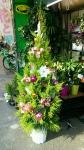 クリスマスにお部屋に鉢植えを・・・|「大阪朝来花園」　（大阪府大阪市中央区の花屋）のブログ